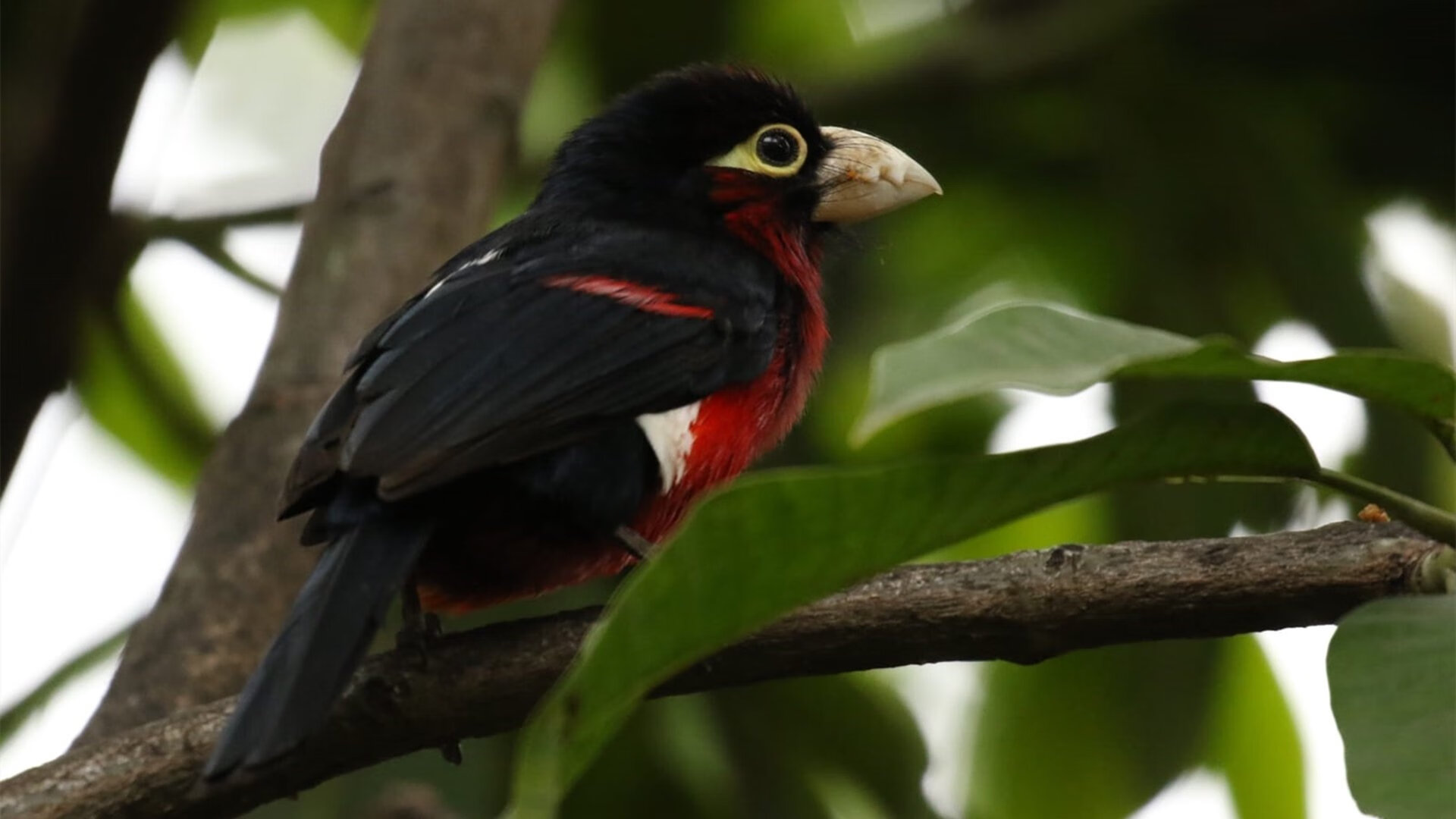 五大联赛中场球员数据表现与传球成功率解读,五大联赛中锋